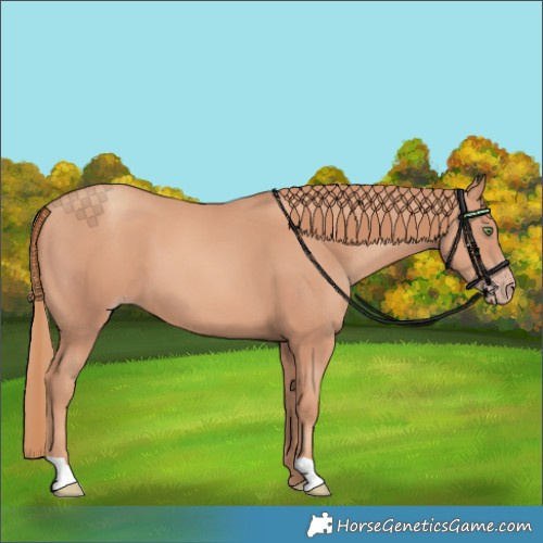 Horse Color:Gold Champagne