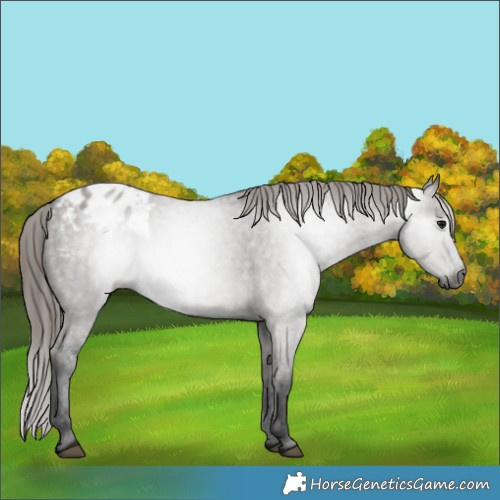 Horse Color:Gray Smoky Grullo Appaloosa 