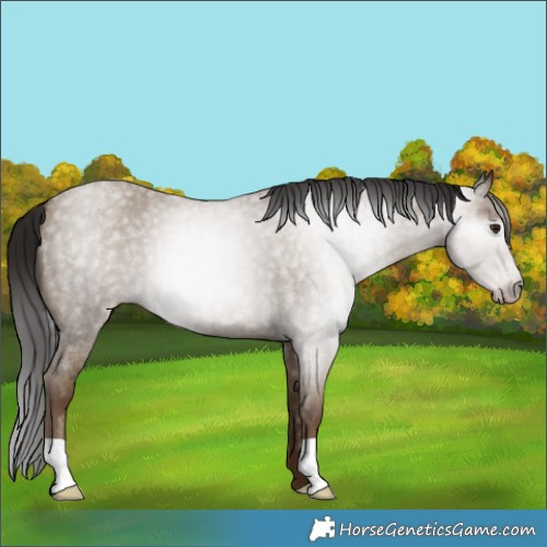 Horse Color:Gray Classic Champagne Roan 