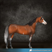 Horse Color:Bay Sabino Rabicano
