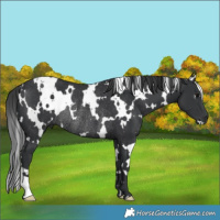 Horse Color:White Spotted Black Rabicano 