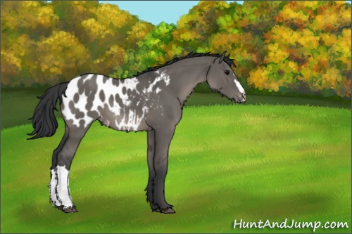 Horse Color:Grullo Appaloosa 
