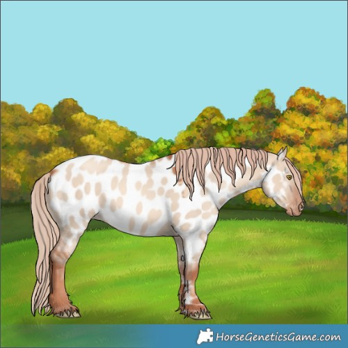 Horse Color:Gold Champagne Dun Appaloosa 
