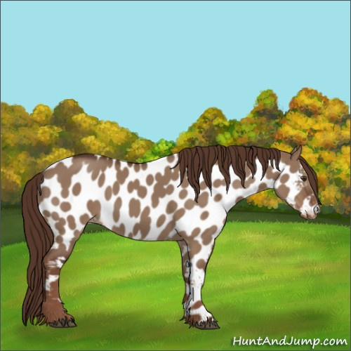 Horse Color:Liver Red Dun Appaloosa 
