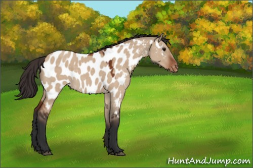 Horse Color:Bay Dun Appaloosa 