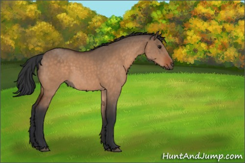 Horse Color:Bay Dun 