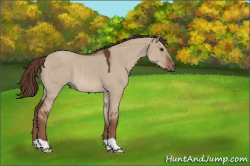 Horse Color:Liver Red Dun Rabicano 