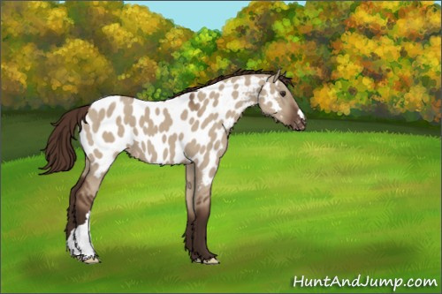 Horse Color:Liver Red Dun Appaloosa 