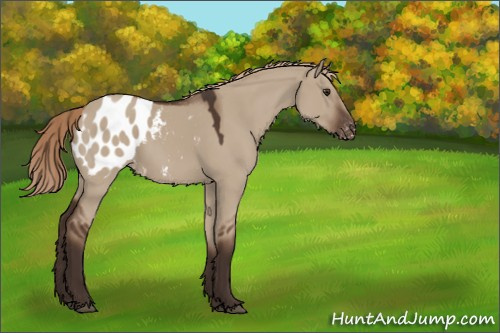 Horse Color:Liver Red Dun Appaloosa 