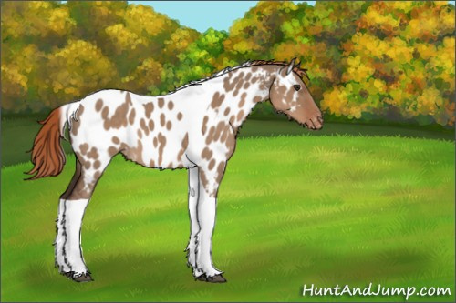 Horse Color:Liver Red Dun Tobiano Appaloosa 