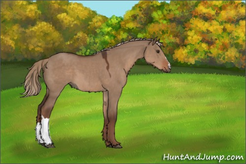 Horse Color:Liver Red Dun 