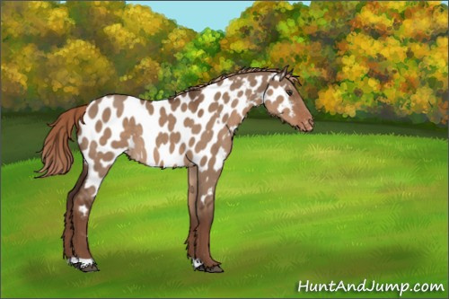 Horse Color:Liver Red Dun Appaloosa 