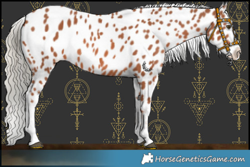 Horse Color:Chestnut Mushroom Appaloosa 