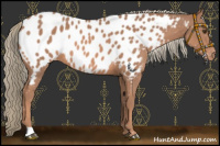 Horse Color:Chestnut Mushroom Appaloosa