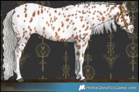 Horse Color:Chestnut Mushroom Appaloosa 