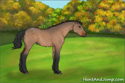 Horse Color:Bay Dun 