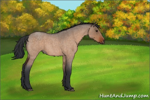 Horse Color:Bay Roan Dun 