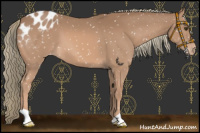 Horse Color:Chestnut Mushroom Appaloosa