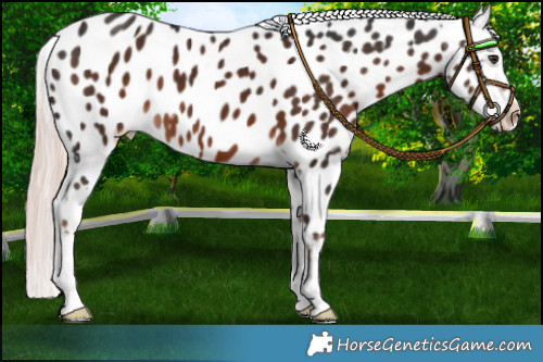 Horse Color:Liver Chestnut Mushroom Appaloosa 