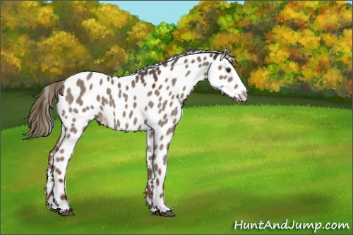 Horse Color:Liver Red Dun Frame Appaloosa 