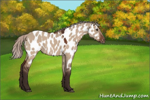 Horse Color:Silver Bay Dun Appaloosa 