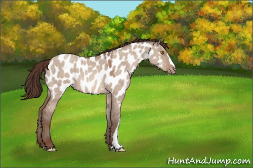 Horse Color:Sable Champagne Dun Appaloosa 