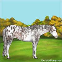 Horse Color:Bay Sabino Splash Appaloosa  and Bay Sabino Splash Appaloosa 