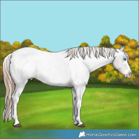 Horse Color:Liver Red Roan Sabino Splash Appaloosa and Liver Red Roan Sabino Splash Appaloosa