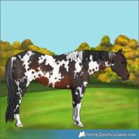Horse Color:White Spotted Brown 