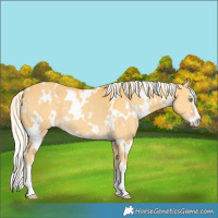 Horse Color:White Spotted Gold Cream Champagne Sabino