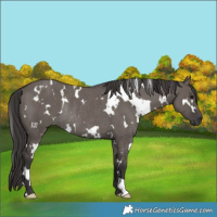 Horse Color:White Spotted Smoky Grullo Rabicano 