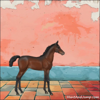 Horse Color:Brown Appaloosa 