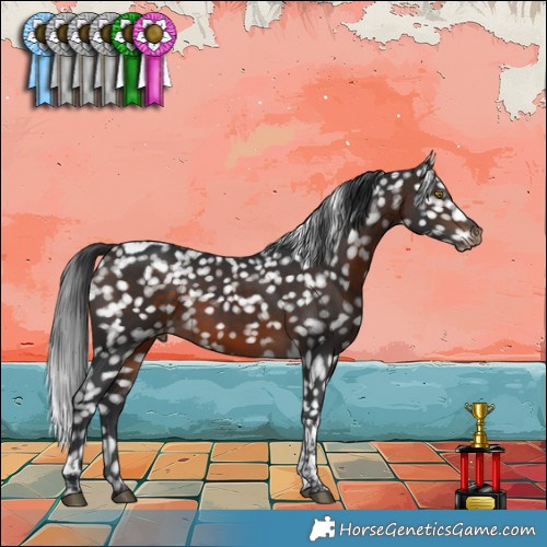 Horse Color:Brown Tobiano Appaloosa 