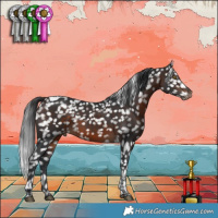 Horse Color:Brown Tobiano Appaloosa 