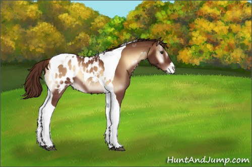 Horse Color:Red Onyx Tobiano Appaloosa 
