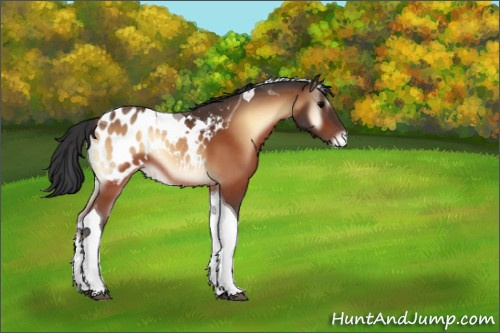 Horse Color:Bay Onyx Tobiano Appaloosa 