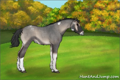 Horse Color:Blue Onyx Roan Tobiano 
