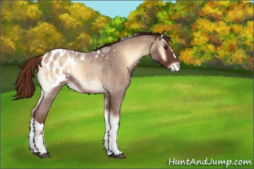 Horse Color:Red Onyx Roan Appaloosa 