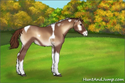 Horse Color:Red Onyx Roan Tobiano Appaloosa 