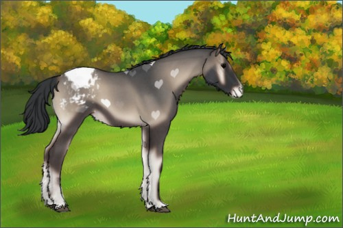 Horse Color:Blue Onyx Roan Appaloosa 
