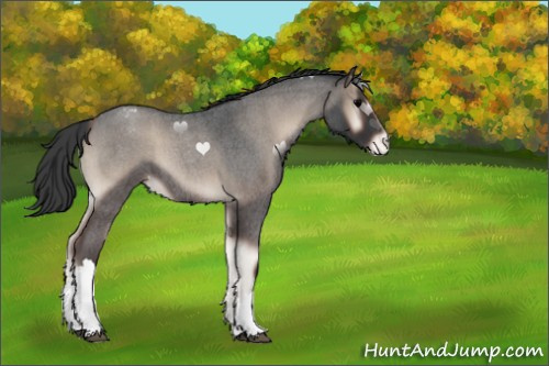Horse Color:Blue Onyx Roan Appaloosa 