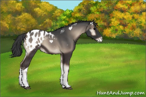Horse Color:Blue Onyx Tobiano Appaloosa 