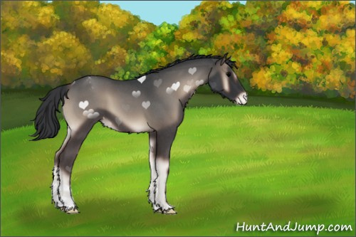 Horse Color:Blue Onyx Roan Appaloosa 