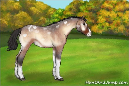 Horse Color:Bay Roan Onyx Appaloosa 