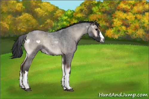 Horse Color:Blue Onyx Roan 