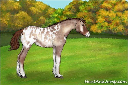 Horse Color:Red Onyx Roan Appaloosa 