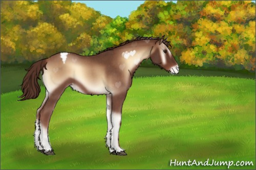 Horse Color:Red Onyx Roan Appaloosa 