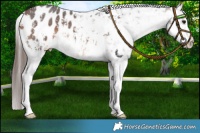 Horse Color:Bay Mushroom Sabino Snowflake Varnish 