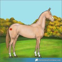 Horse Color:Bay Pearl 