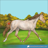 Horse Color:Red Roan Pearl 